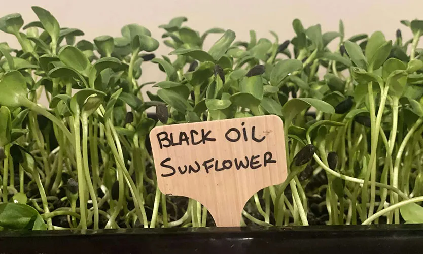 black-oil-sunflower