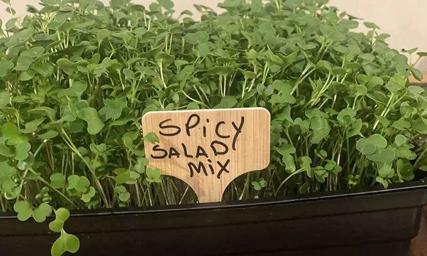 spicy-salad-mix